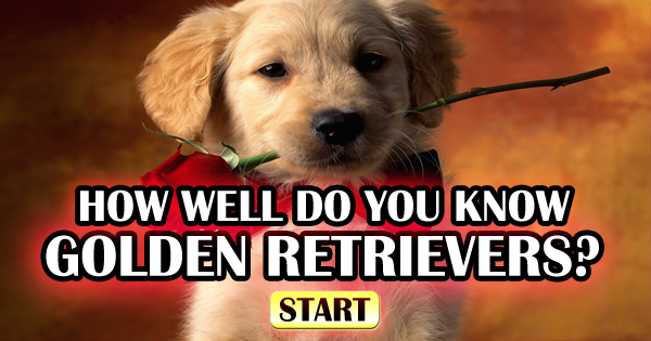 Can You Answer These 11 Questions About Golden Retrievers??