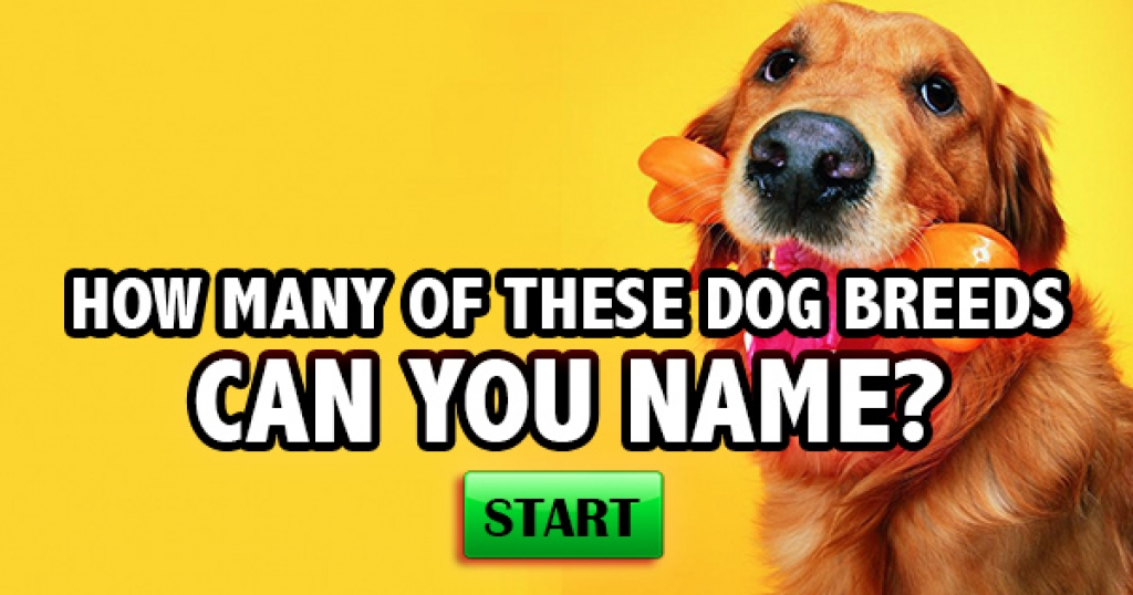 Can You Name These 14 Dog Breeds?