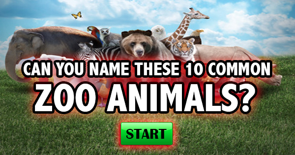 Can You Name These 10 Common Zoo Animals?