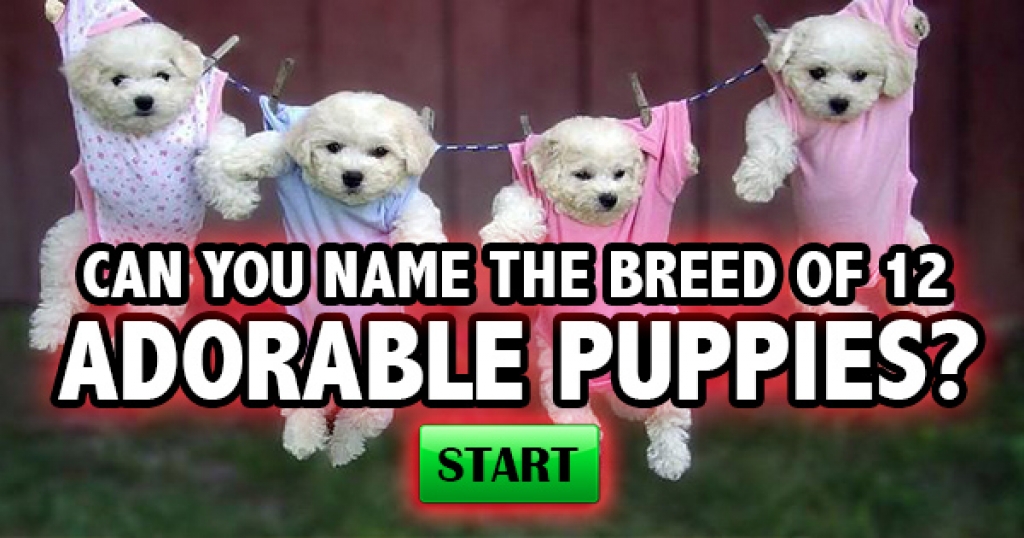 Can You Name The Breed Of These 12 Adorable Puppies?