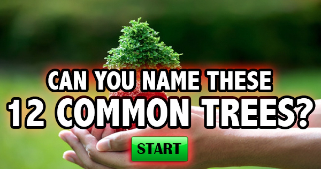 Can You Name These 12 Common Trees?