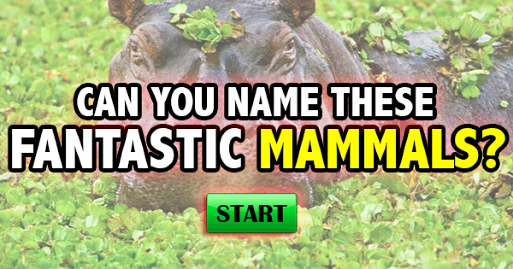 Can You Name These Fantastic Mammals?