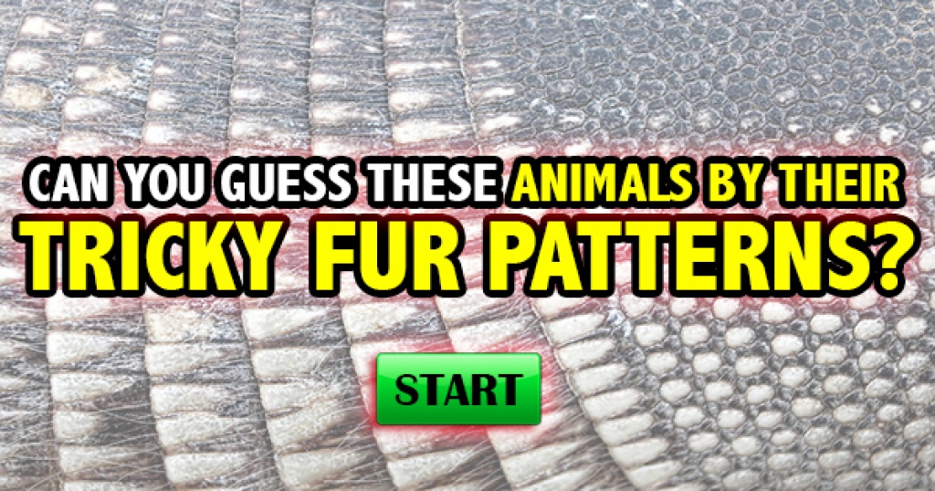 Can You Guess These Animals By Their Tricky Fur Patterns?