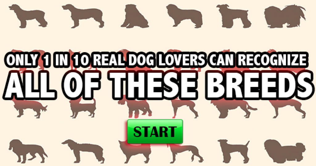 Only 1 in 10 Real Dog Lovers Can Recognize All Of These Breeds
