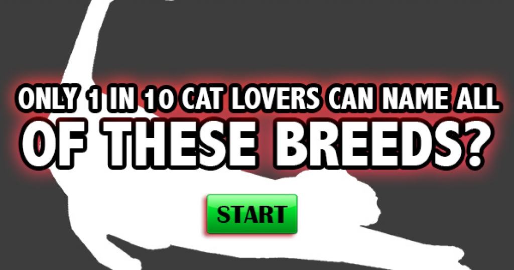 Only 1 in 10 Real Cat Lovers Can Name All Of These Breeds