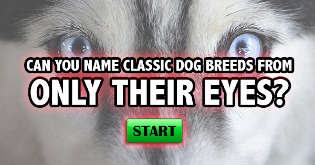 Can You Name Classic Dog Breeds From Only Their Eyes?