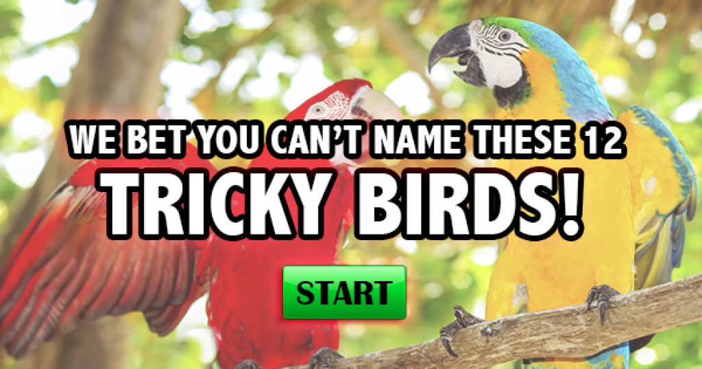 We Bet You Can’t Name These 12 Tricky Birds!