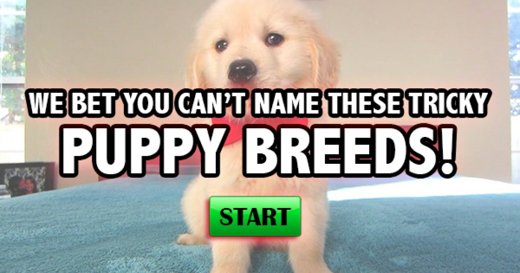 We Bet You Can’t Name These Tricky Puppy Breeds!