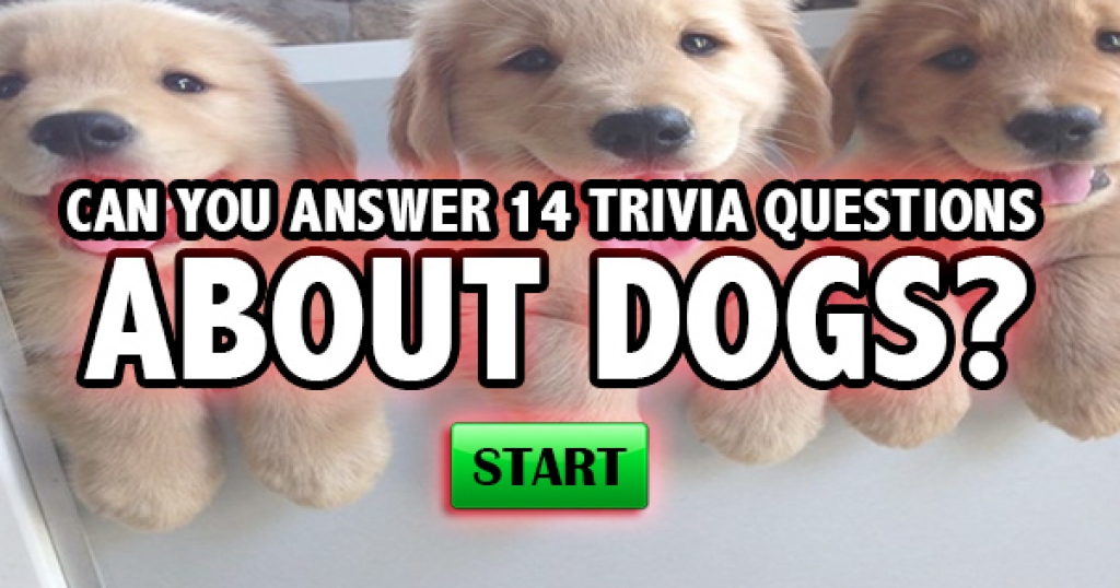 Can You Answer 14 Trivia Questions About Dogs?