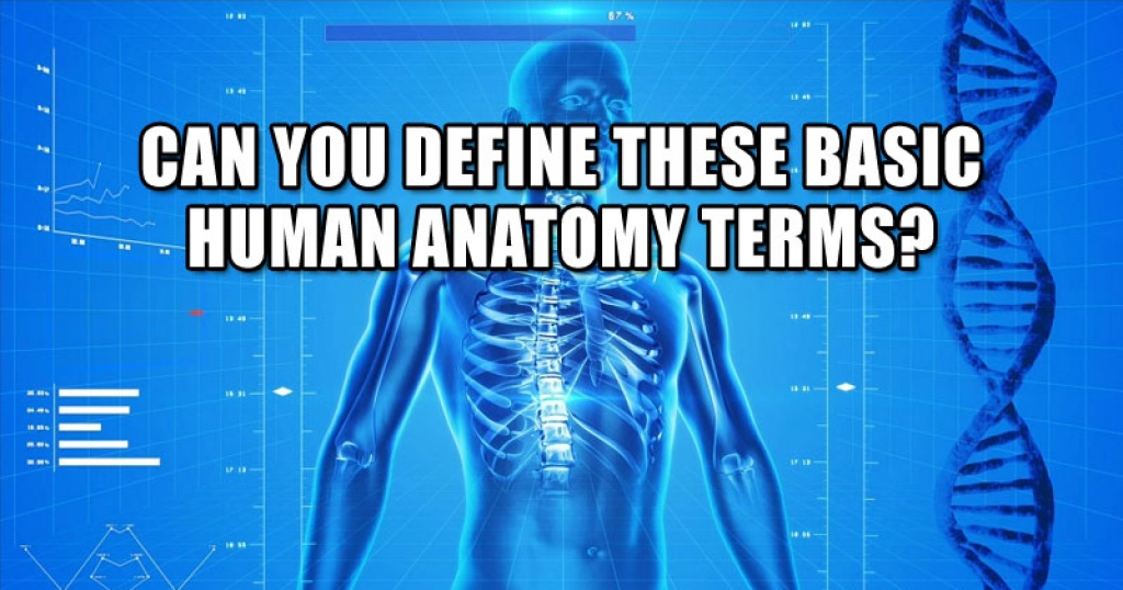 Can You Define These Basic Human Anatomy Terms?