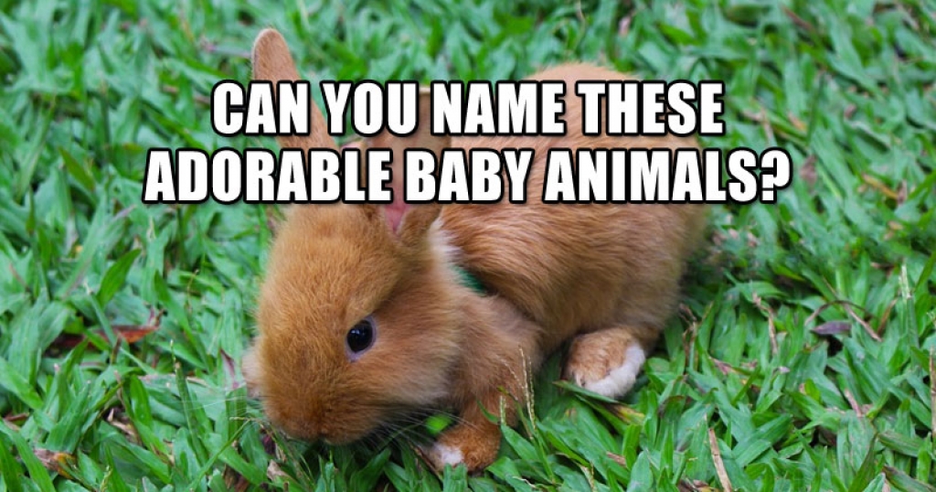 Can You Name These Adorable Baby Animals? 