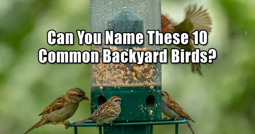 Can You Name These 10 Common Backyard Birds?