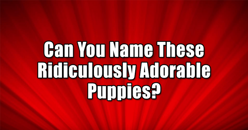 Can You Name These Ridiculously Adorable Puppies?