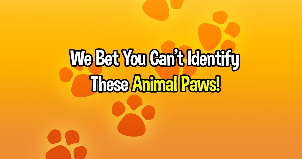 We Bet You Can't Identify These Animal Paws